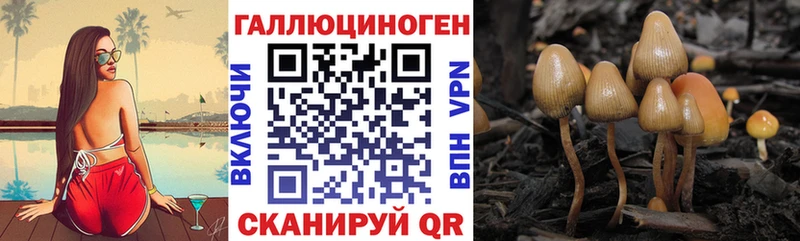 площадка состав  где купить наркоту  Новоалтайск  Псилоцибиновые грибы Psilocybe 